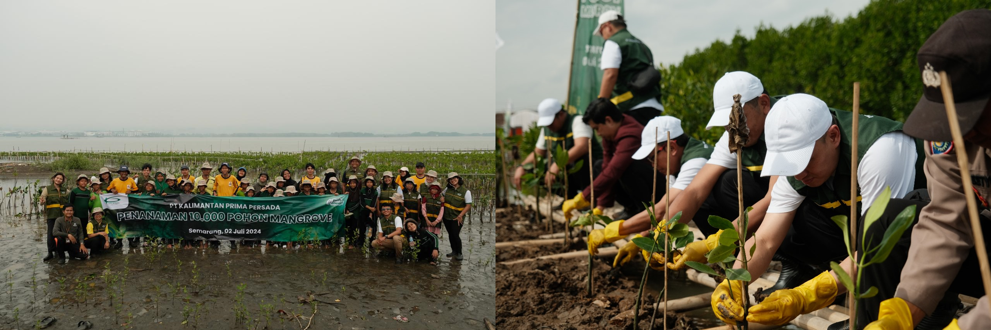 Planting 10,000 mangrove trees was carried out by Kalimantan Prima Persada Mining and students in Semarang.